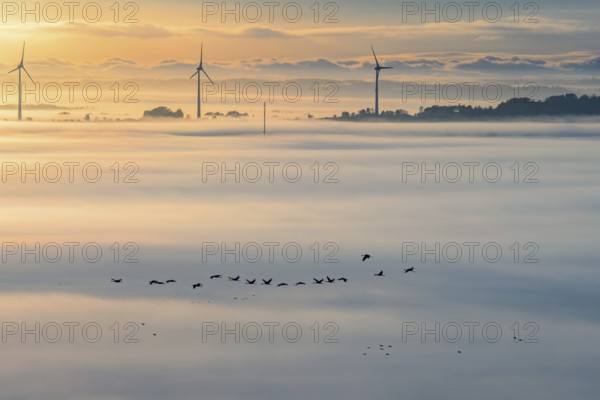 Flock of Cranes migrating south in a foggy landscape with wind turbines rising above the fog in
