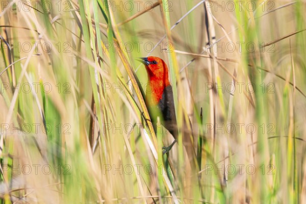 Red-headed blackbird (Amblyramphus holosericeus) Pantanal Brazil