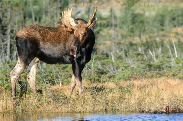 Moose. Alces alces. Bull moose standing and watching. Gros Morne national park. Province of
