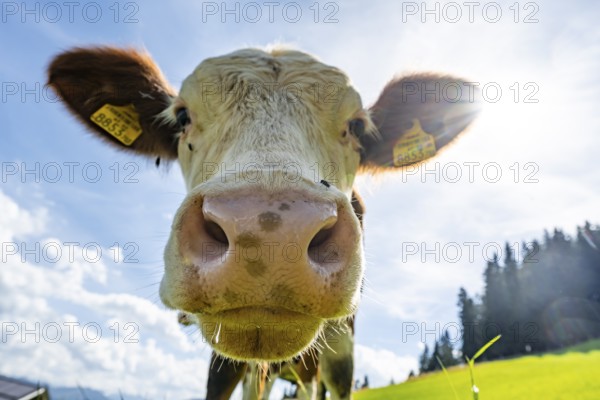 Young curious calf (Bos primigenius taurus), cow on an alpine meadow, snout stretched towards the
