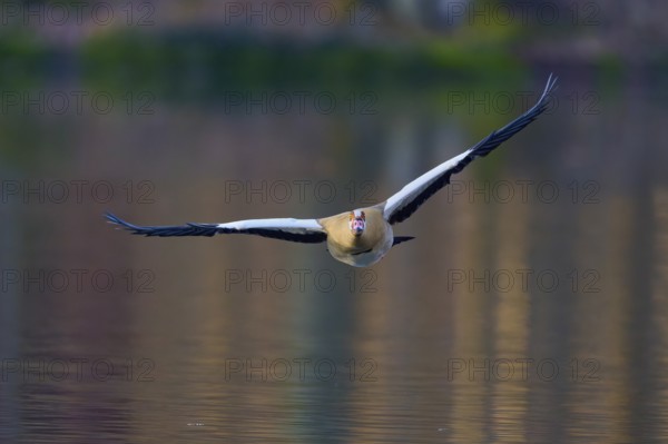 Egyptian goose (Alopochen aegyptiaca), flying directly towards the camera over the water, spring,