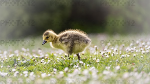 Canada goose chick (Branta canadensis) running through grass and daisies, looking for food,