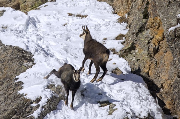 Two Alpine chamois (Rupicapra rupicapra) males, bucks in snow covered rock face during the rut in