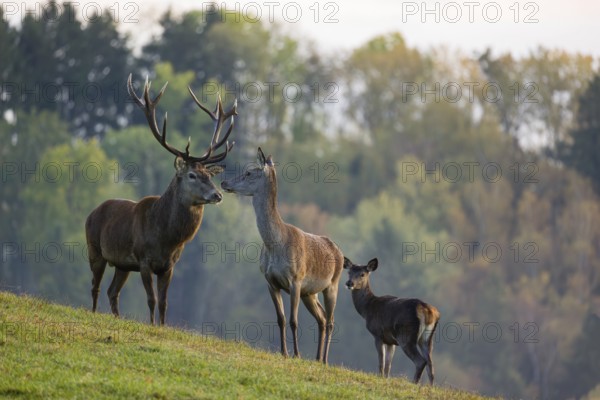 A red deer (Cervus elaphus) family of a stag, a hind and a calf stands in a meadow. A forest in