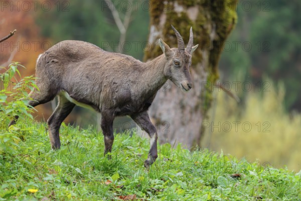 A female ibex (Capra ibex) walks down a hill on a green meadow on a cloudy day. A forest in autumn