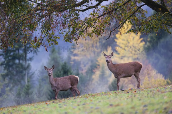 Two red deer hinds (Cervus elaphus) stand in a meadow, A forest with autumn leaves can be seen in