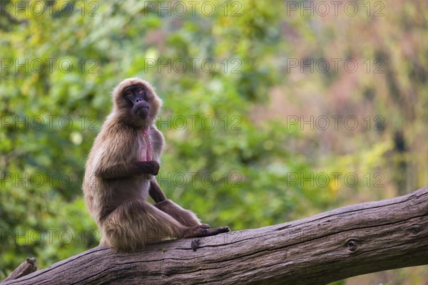 Portrait of an adult male Gelada (Theropithecus gelada), or bleeding-heart monkey, resting on a log