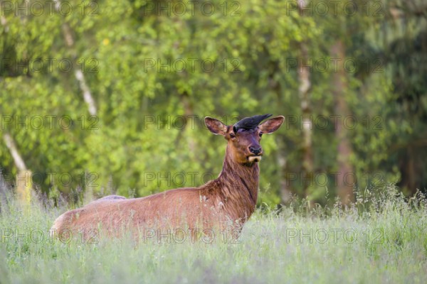 A female wapiti (Cervus canadensis) rests in a green meadow in the early morning. A western jackdaw