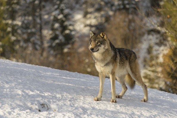 An adult male grey wolf (Canis lupus lupus) stands on a sloping, snow-covered meadow at the edge of