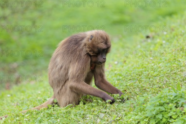 A female Gelada (Theropithecus gelada), or bleeding-heart monkey sits in a green meadow and