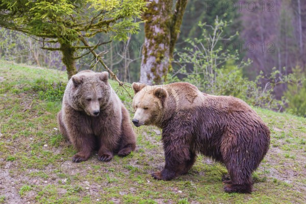 A female and a male eurasian brown bear (Ursus arctos arctos) meet each other the first time on a