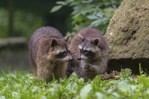 Two adult Raccoons, Procyon lotor, standing on a meadow side by side. A rock and green vegetation