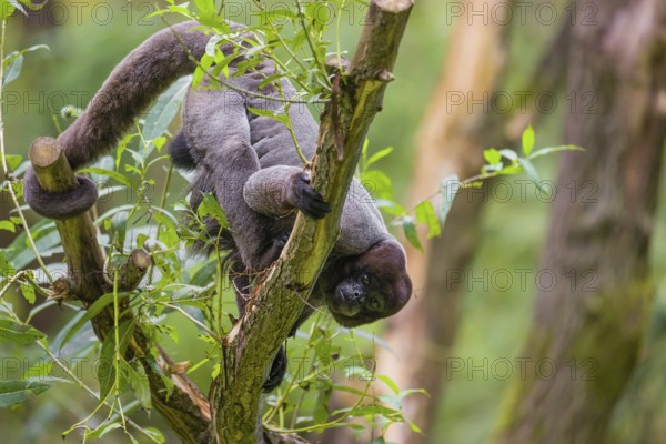 A common woolly monkey, brown woolly monkey, or Humboldt's woolly monkey (3) (Lagothrix