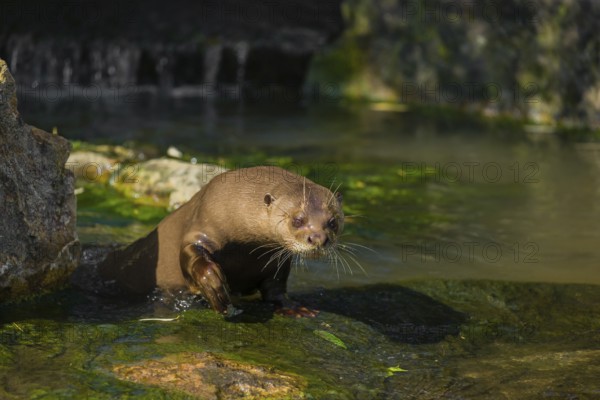 One giant otter or giant river otter (Pteronura brasiliensis) stands on a mossy rock at a little