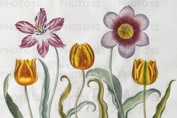Red-white and yellow-red tulip flowers (Tulipa), hand-coloured copperplate engraving by Basilius