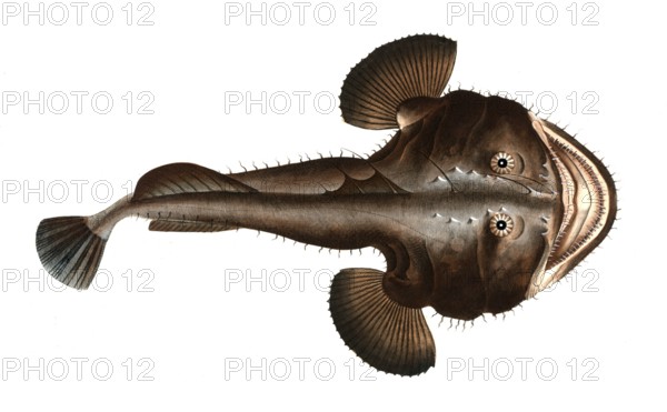 Fish, Fische, Lophius piscatorius, Der Seeteufel, The Sea Devil, Historical, digitally restored