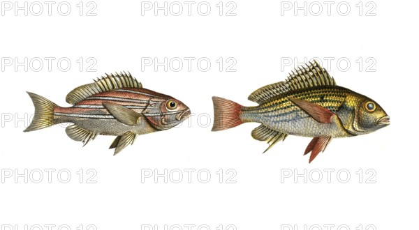 Fish, fishes, left: Genus of the hussar fish, Holocentrus bengalensis, the Bengal Sogo. right: