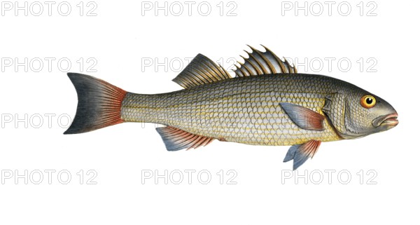 Fish, fish, genus of the umber family, Sciaena diacantha, the two spined umber, Historical,
