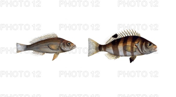 Fish, Fish, Genus of Hussar Fish, Holocentrus argentinus, Hussar Fish, Silver Sogo, Silver
