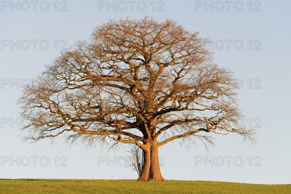 Oak (Quercus), bare gnarled solitary tree in the light of the morning sun, blue sky, North