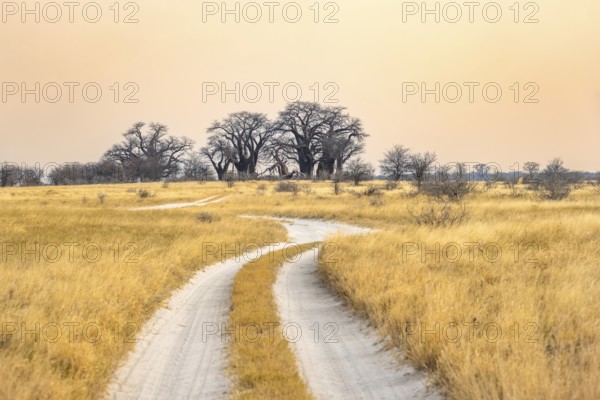 Road, track between yellow dry grass leading to baobabs, Baine's Baobabs, at sunset, Nxai Pan