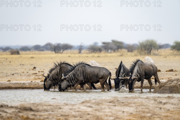 Blue wildebeest (Connochaetes taurinus), four wildebeest drinking at a waterhole, Nxai Pan National