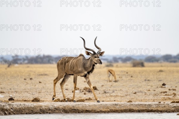 Greater kudu (Tragelaphus strepsiceros), adult male at the waterhole, Nxai Pan National Park,