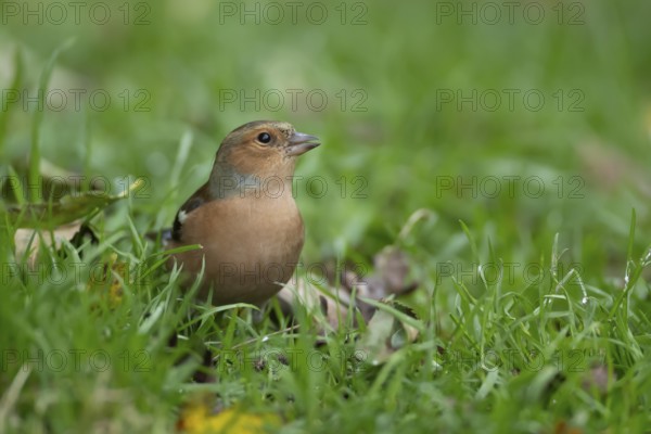 Eurasian chaffinch (Fringilla coelebs) adult male bird on a garden grass lawn, England, United