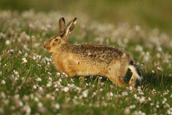 European brown hare (Lepus europaeus) adult animal in grassland amongst Sea campion wild flowers in