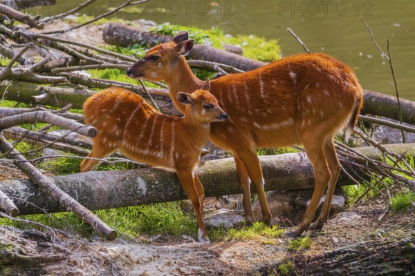 A female adult Congo sitatunga or forest sitatunga, Tragelaphus specii gratus stands with her calf