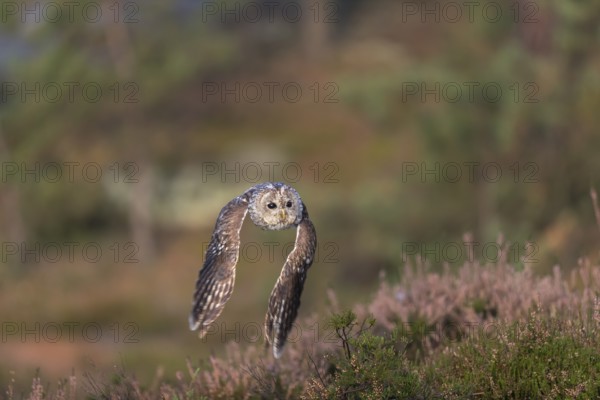 One tawny owl or brown owl (Strix aluco) flying over heather near a forest. Forest in the