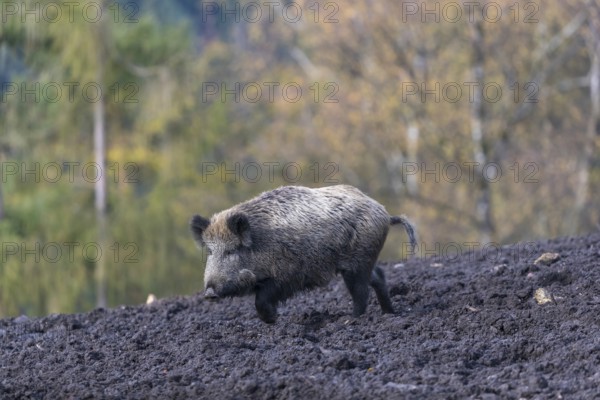 One wild boar or wild pig (Sus scrofa), walking over a muddy opening searching for food, with an