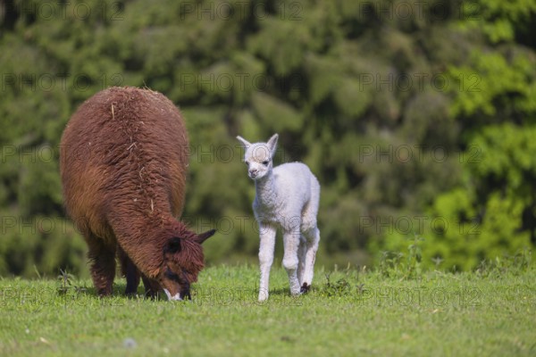 One brown female Alpaca (Vicugna pacos) stands with her young on a fresh green meadow . A green