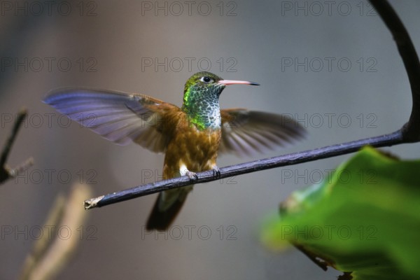 Buff-bellied Hummingbird (Amazillia yucatanensis), adult female, perched on a twig, with its wings