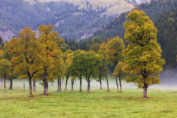 Nature conservancy area Grosser Ahornboden. Sycamore maple trees, Acer pseudoplatanus, in autumn.