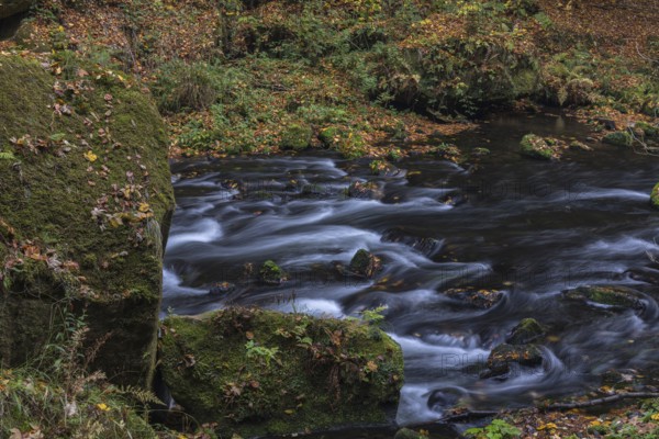 Flowing water with ferns and rocks in the Edmunds Gorge in autumn. River Kamnitz, Hrensko, Ustecky