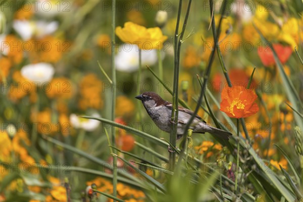 One male house sparrow (Passer domesticus) collecting insects in a flowering field of poppy