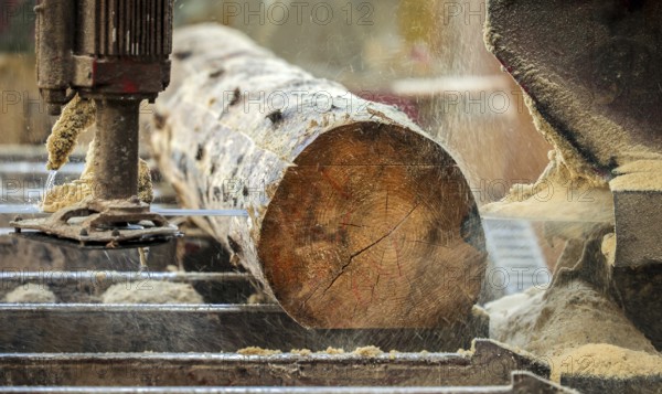 Solingen, North Rhine-Westphalia, Germany - Spruce logs, here spruce wood infested by bark beetles,