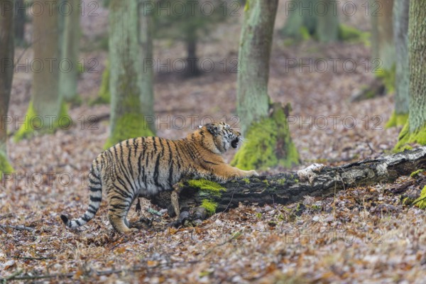 One young female Siberian Tiger, Panthera tigris altaica, sharpening its claws on a dead tree trunk