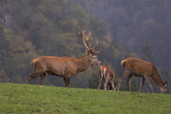 One Red Deer stag (Cervus elaphus) at the rutting season, walking and calling on a green meadow.