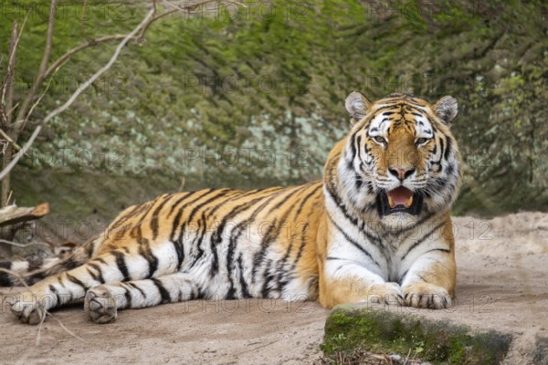 Siberian tiger (Panthera tigris tigris) lying in a forest, captive, incidence in Russia and