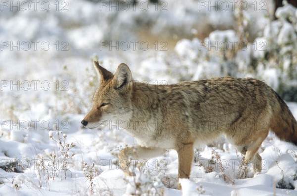 Coyote. Canis latrans. Coyote standing on a snow-covered meadow and watching. Rocky Mountains