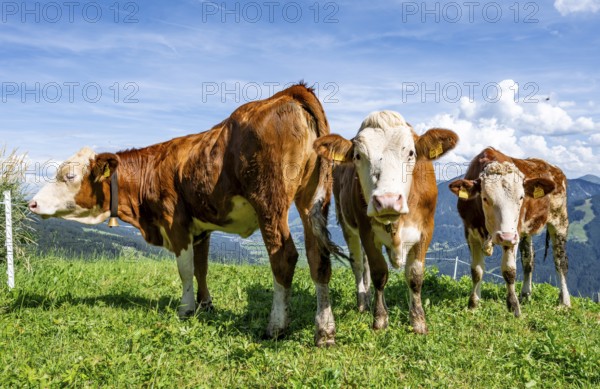 Three calves (Bos primigenius taurus), cows on an alpine meadow, Simmental cattle, Hochbrixen,