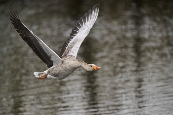 Graylag goose (Anser anser) strats flying from the water, Düne, Helgoland, Schleswig-Holstein,