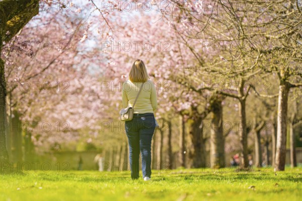 Person walks through avenue of flowering cherry trees lined with pink and greenery, Cherry Blossom