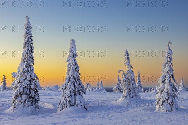 Tykky forest, snow covered spruce trees on the taiga at sunrise in winter, Riisitunturi National