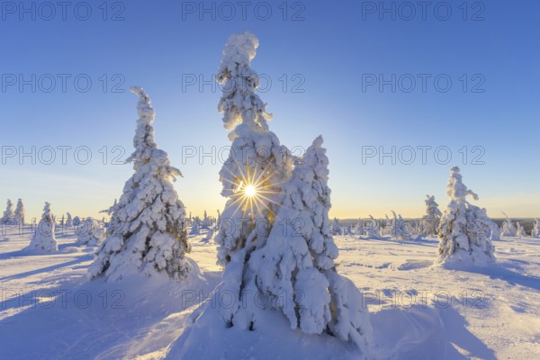 Tykky forest, snow covered spruce trees on the taiga in winter, Riisitunturi National Park in