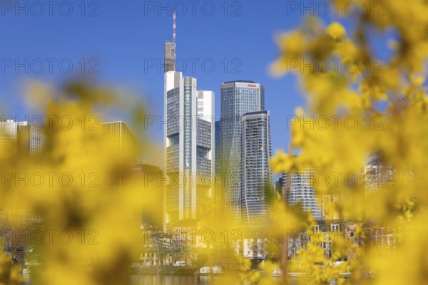 The office towers of Commerzbank and DekaBank in Frankfurt am Main rise into the blue sky,