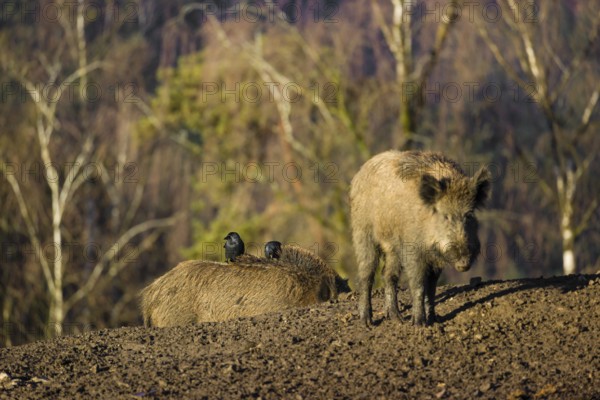 Two wild boar or wild pig (Sus scrofa) standing in a clearing. First sweet morning light. Two