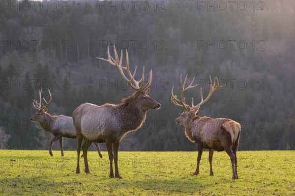 Three Altai maral stags, Altai wapiti or Altai elk (Cervus canadensis sibiricus) stand in a meadow
